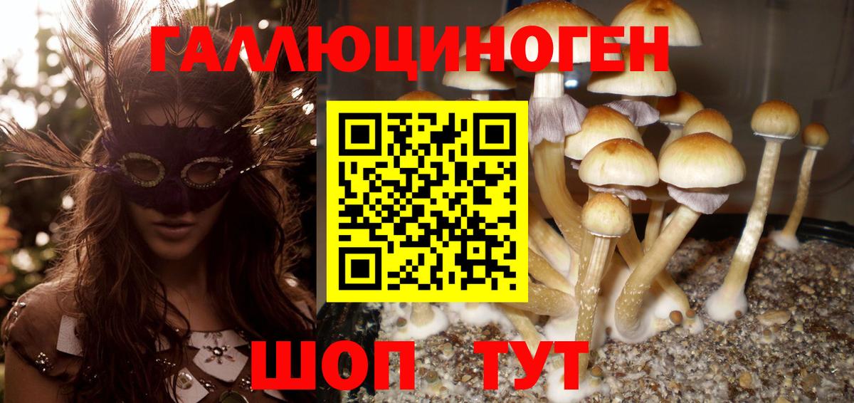 Галлюциногенные грибы Psilocybine cubensis Томск